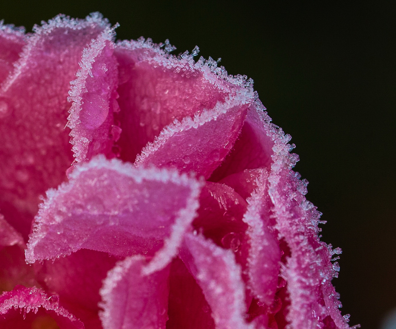 Eiskristalle zieren unsere Gartenrosen