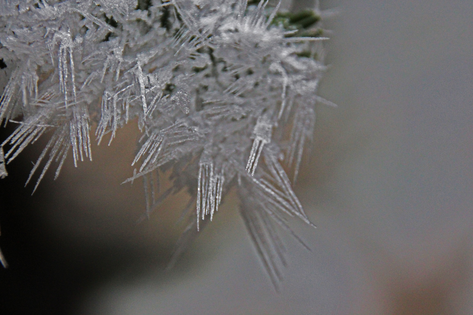 Eiskristallspieße am Fichtenzweig