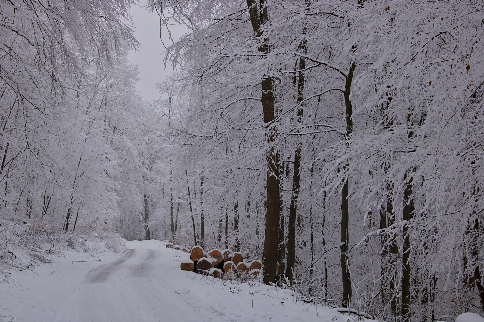 Eiskristallwald II