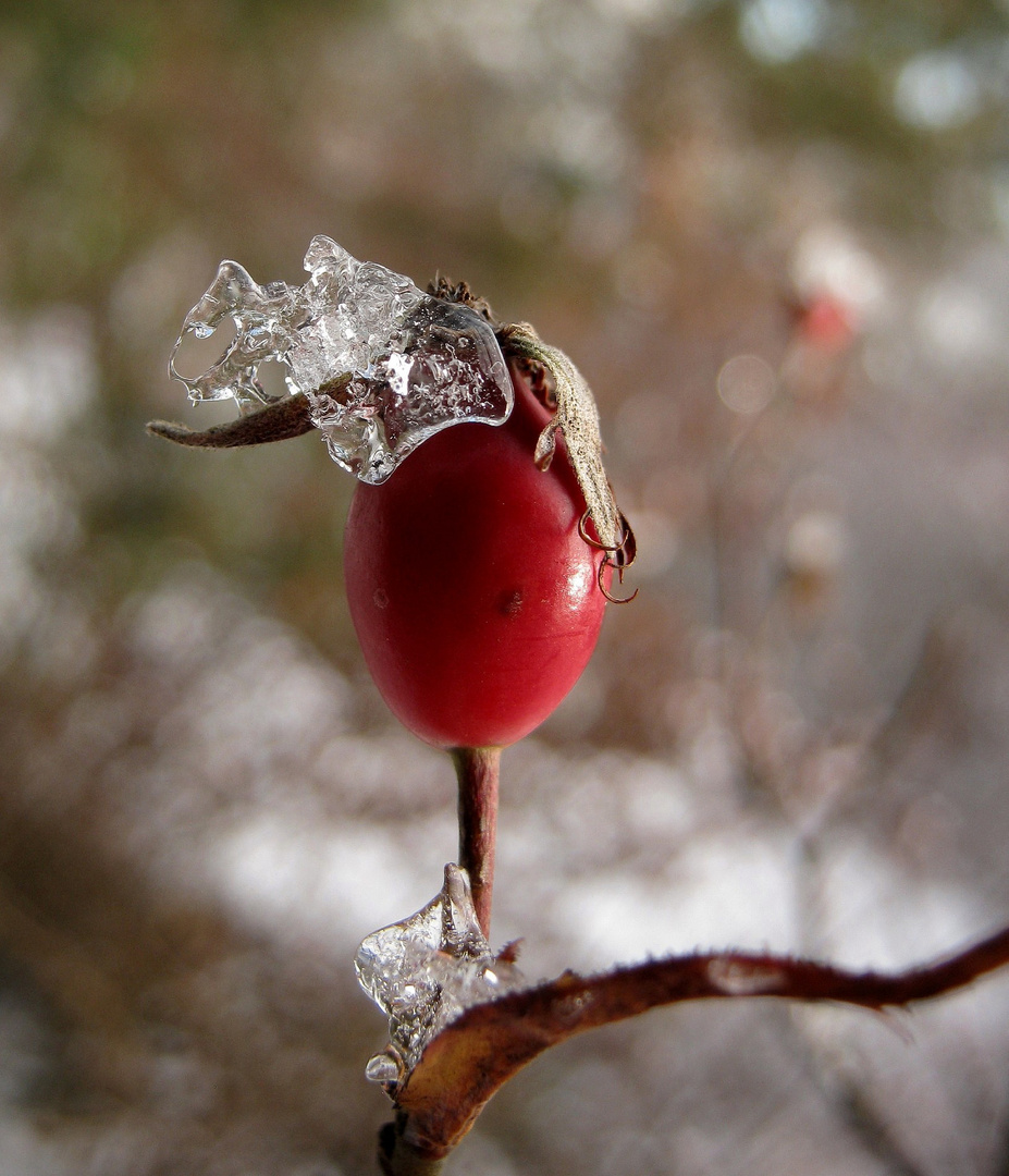 Eiskrönchen