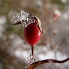 Eiskrönchen