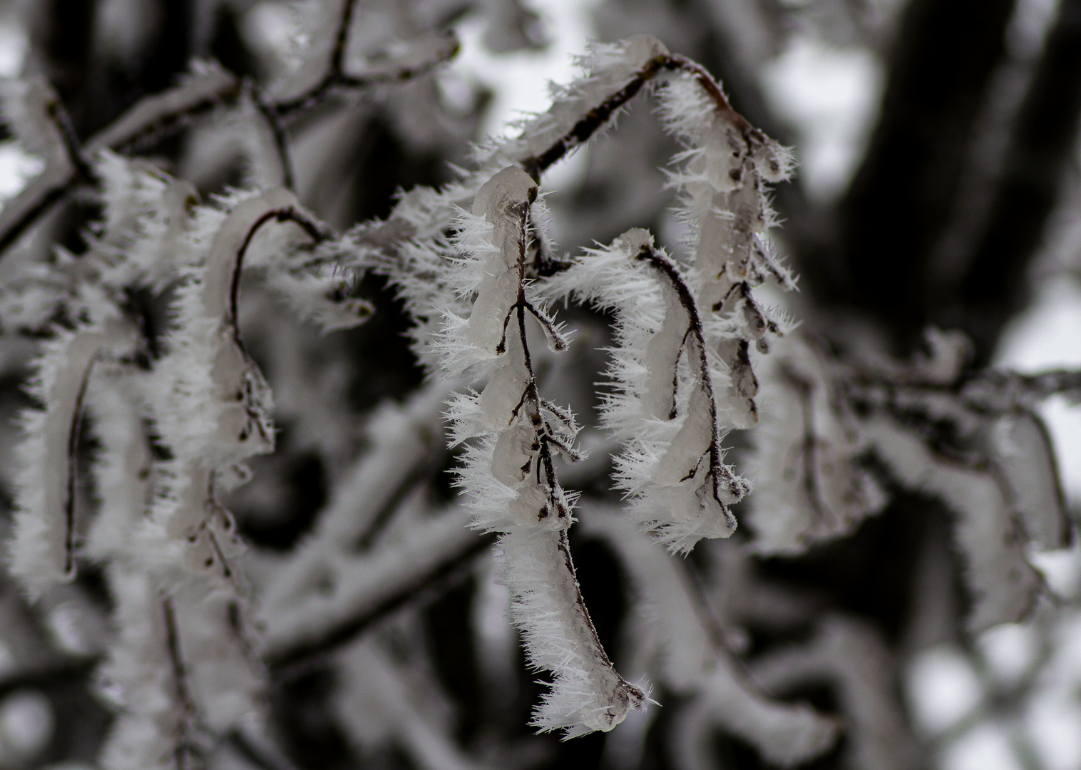 Eiskruste mit Haareis am Baum