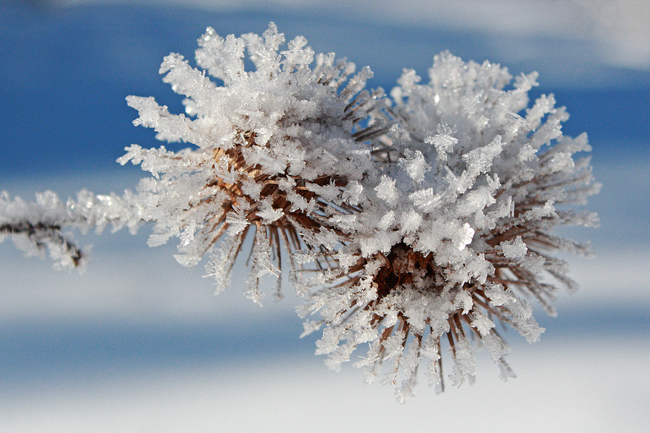 Eiskugeln von Corinna Leonbacher Fotografie