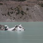 Eiskuh im Gletschersse des Mout Cook