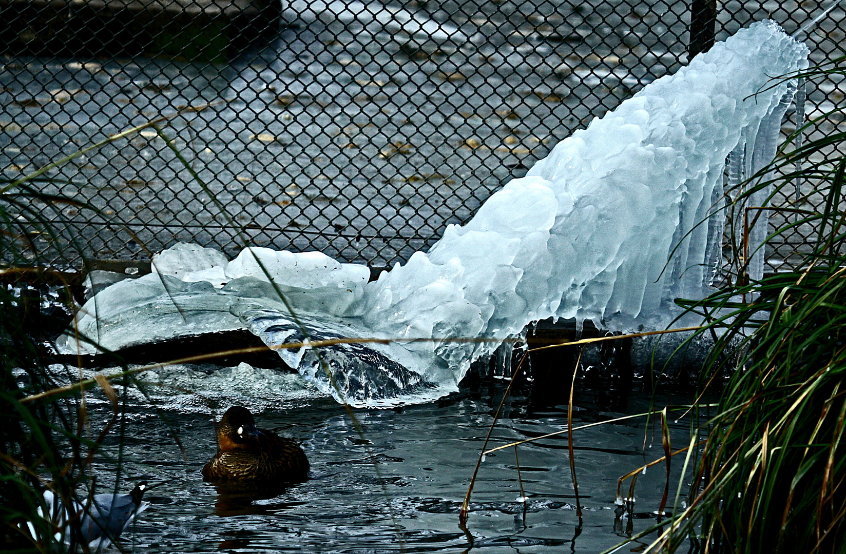 Eiskunst aus dem Wasserschlauch