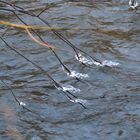 Eiskunst im fließenden Bach