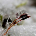 Eiskunst im Kleinen