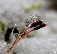 Eiskunst im Kleinen