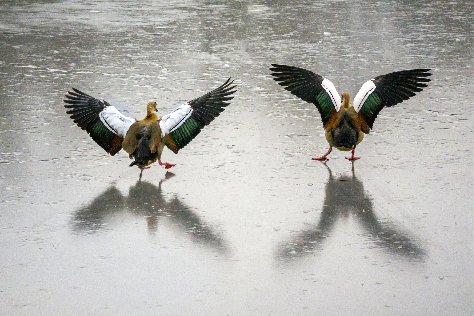 Eiskunst Paarlauf