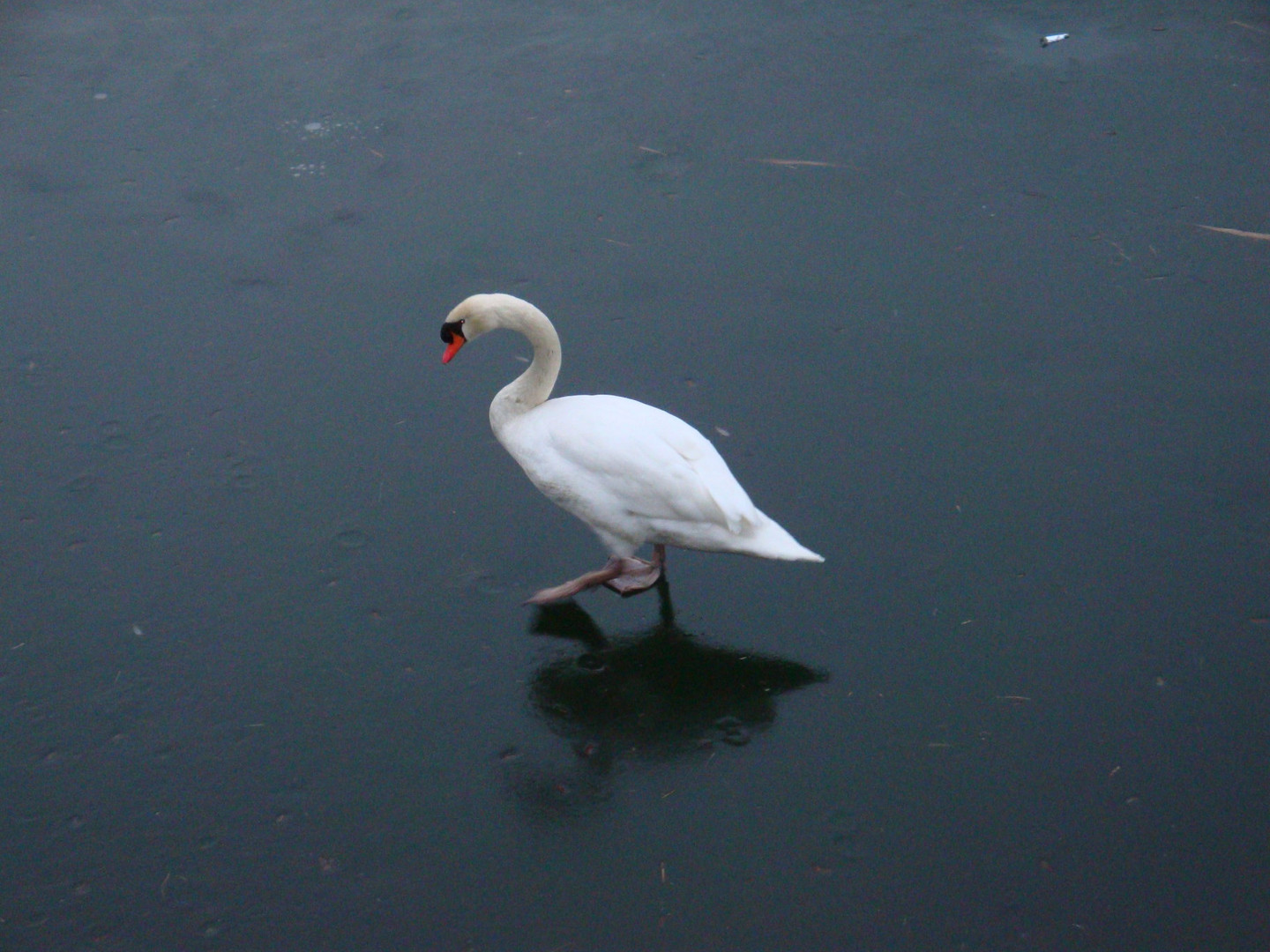 Eiskunstlauf