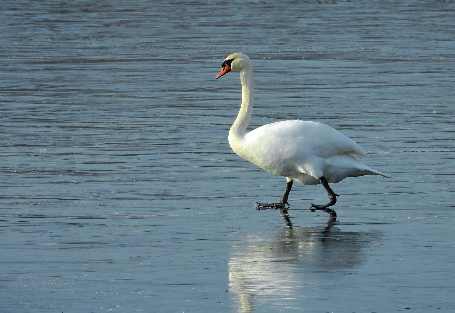 Eisläufer