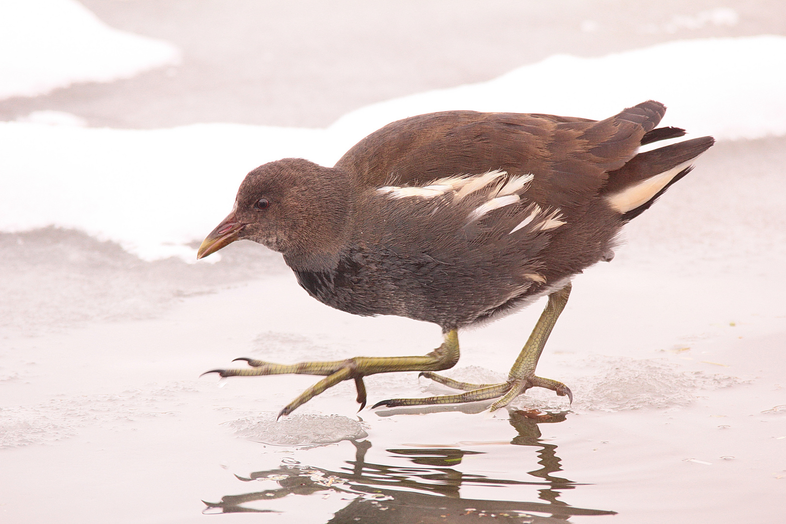 Eisläufer