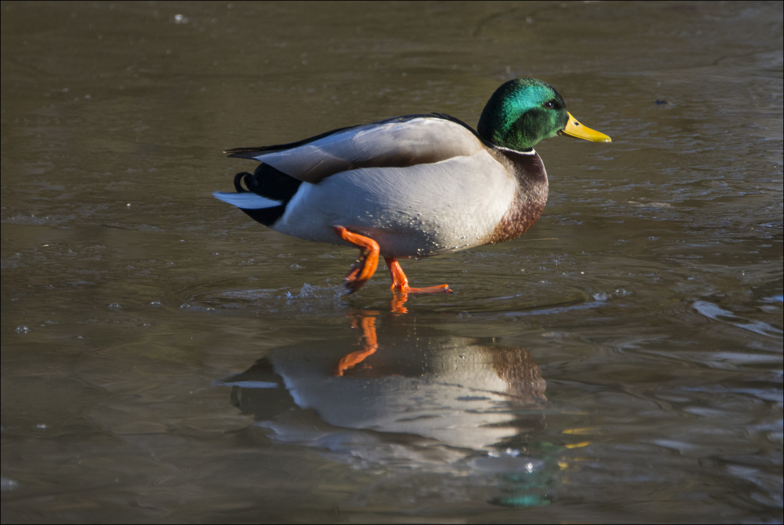 Eisläufer