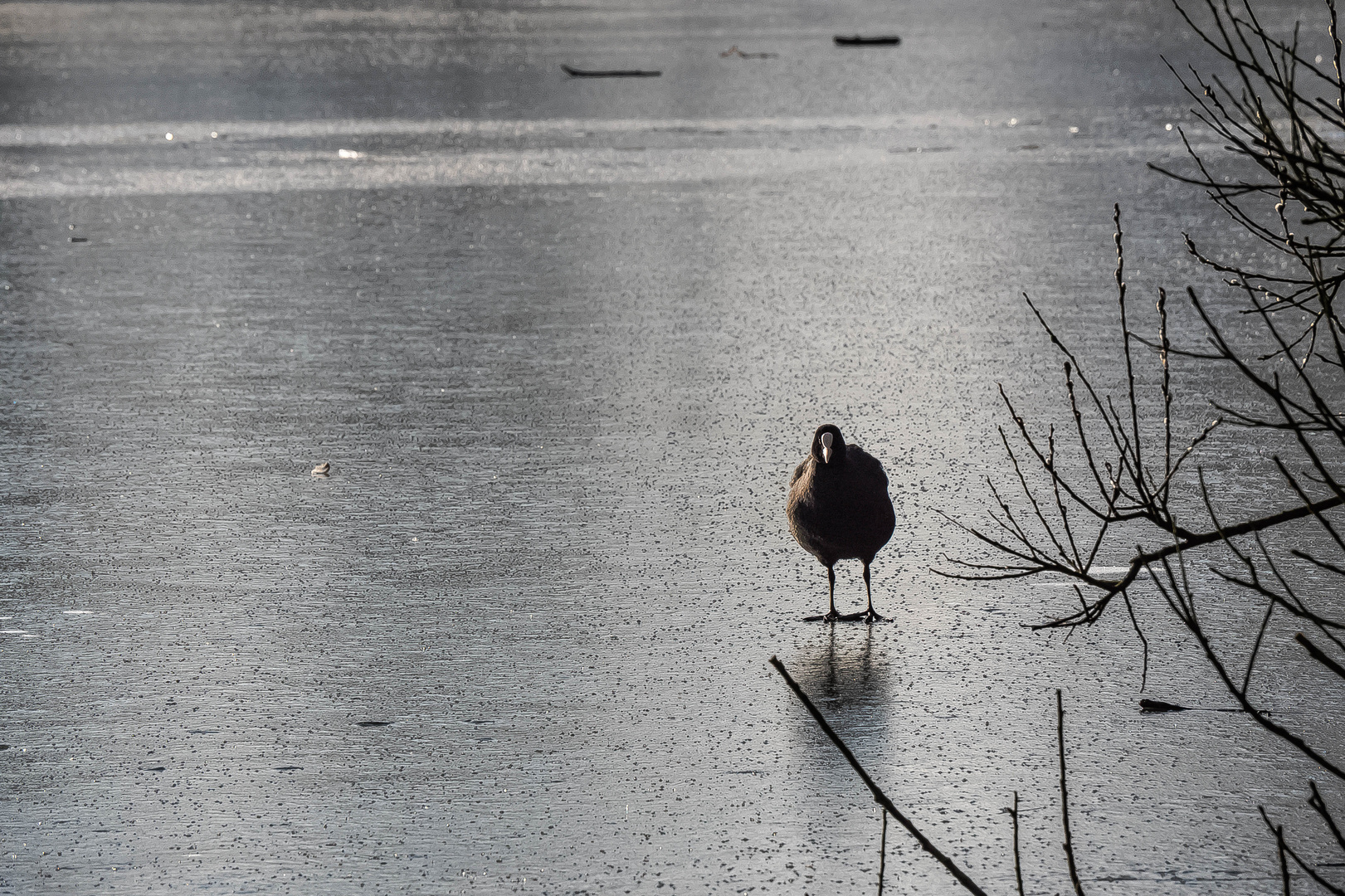 Eisläufer