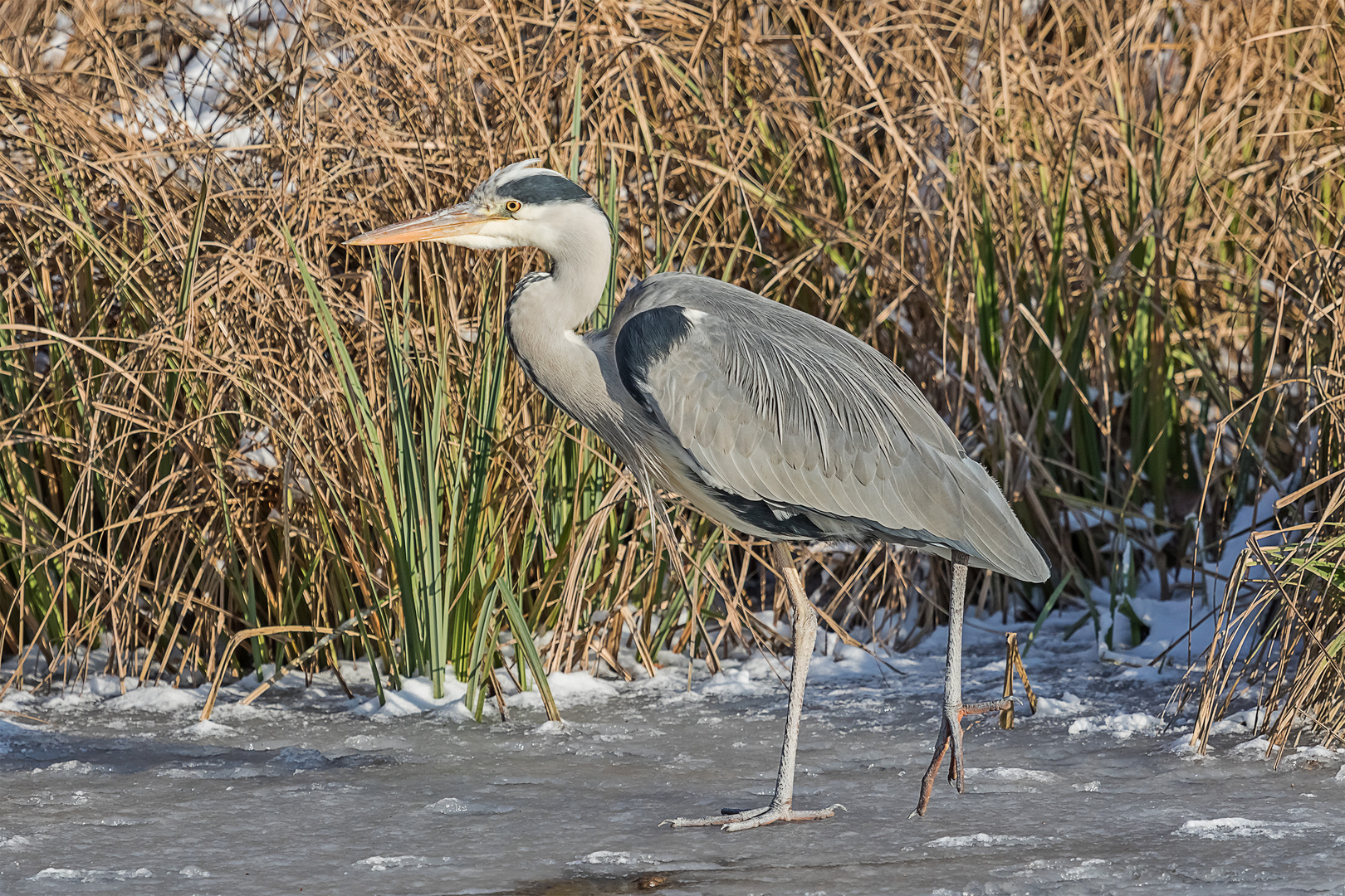 Eisläufer 