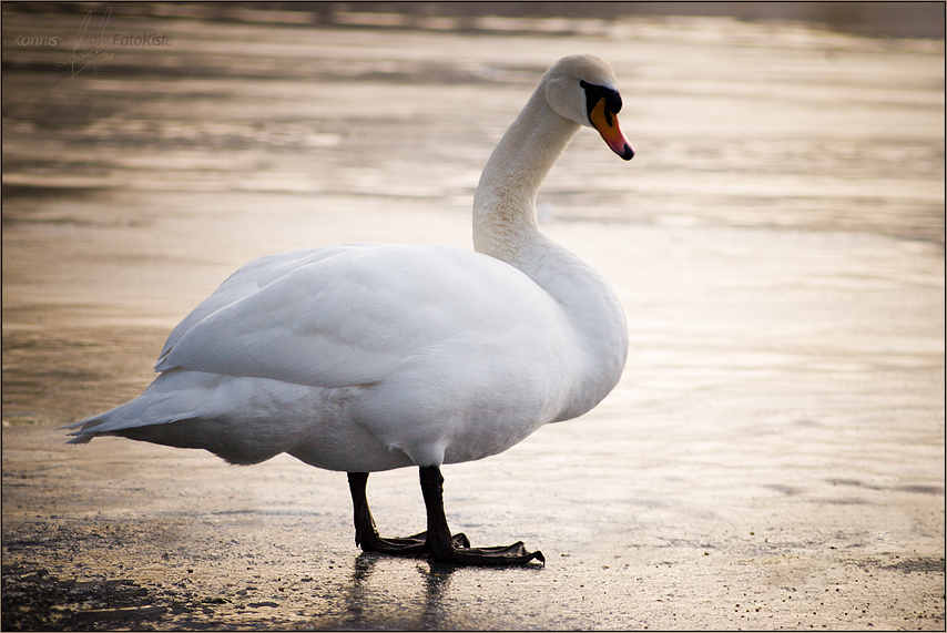 Eisläufer II