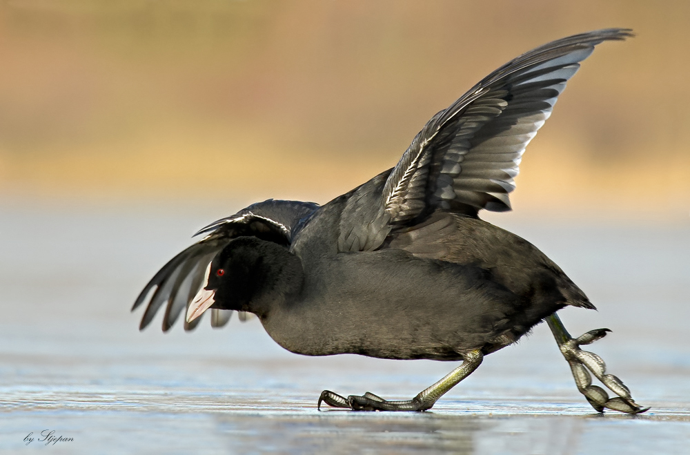 Eisläufer III