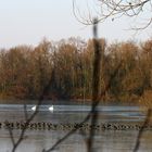 Eisläufer im NSG Weingartener Moor