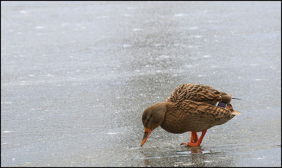 eisläuferin...