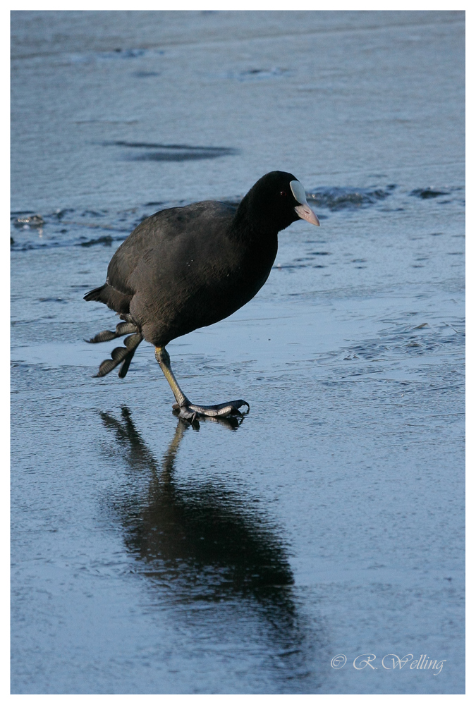 Eislauf