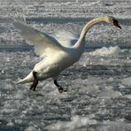 Eislauf!