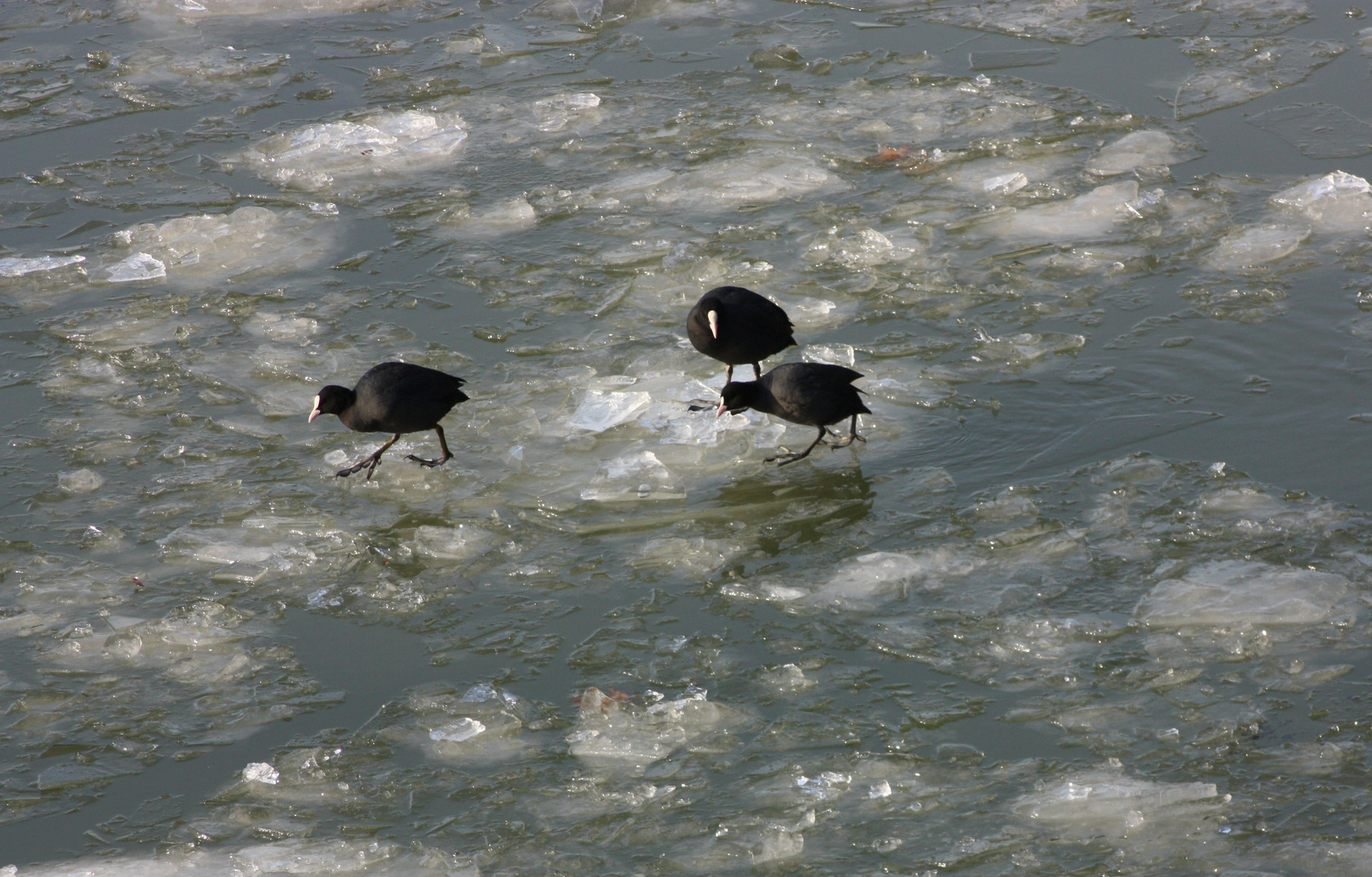 Eislaufen