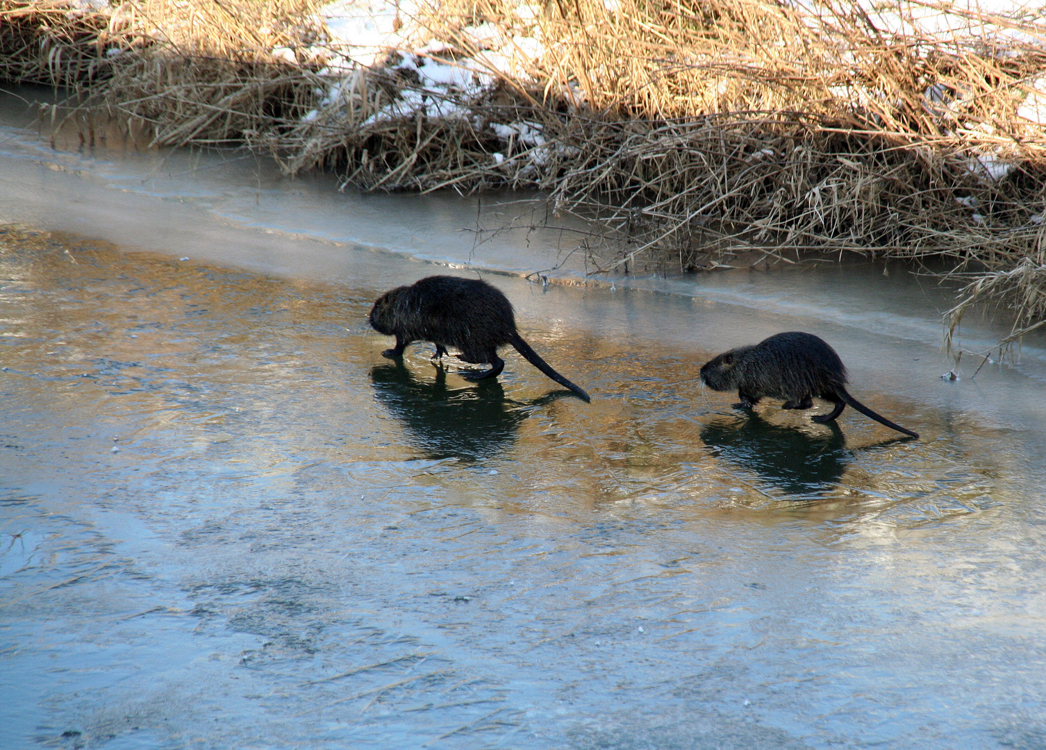 - Eislaufen -