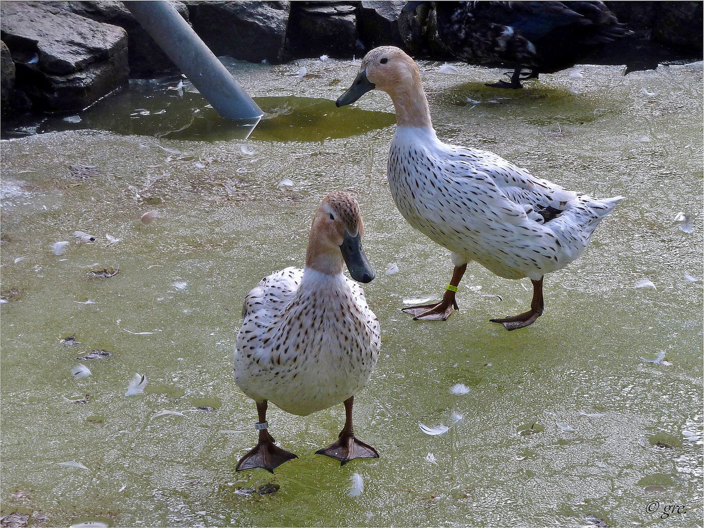 Eislaufen