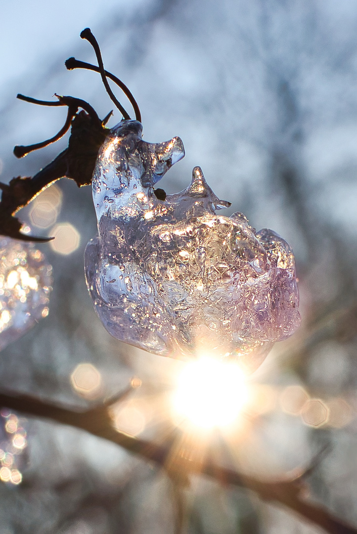 Eismaulwurf auf Sonne