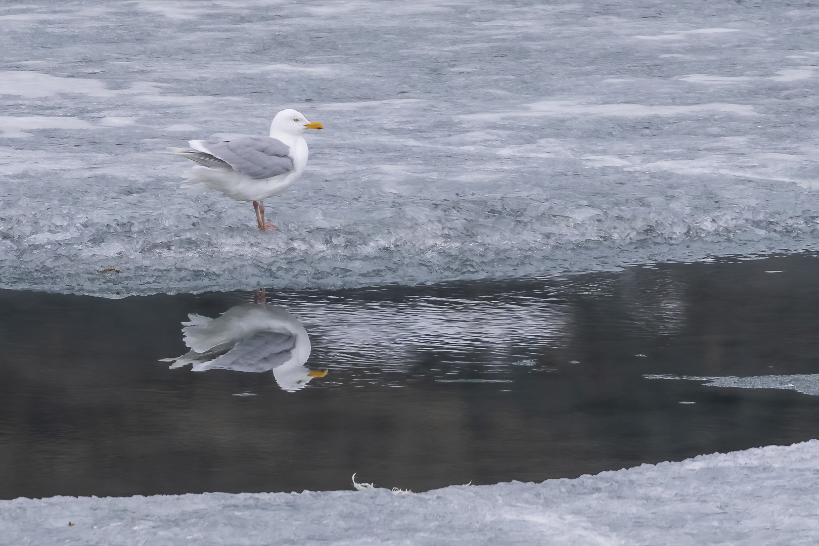 Eismöwe