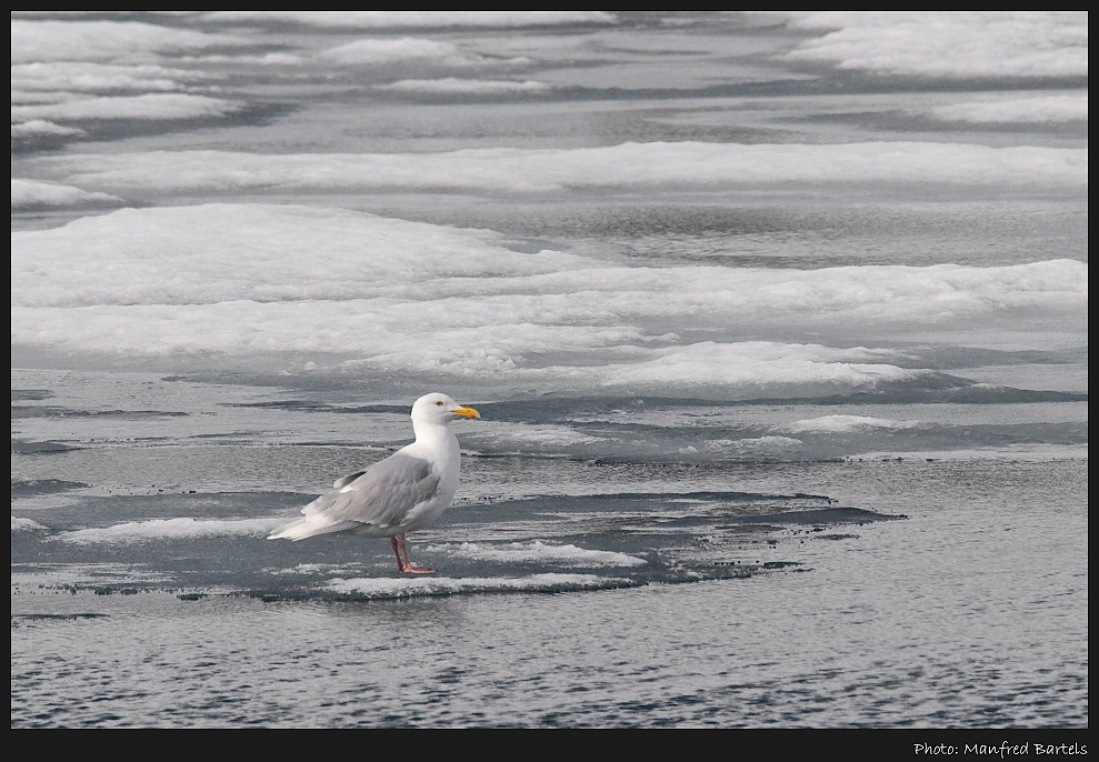 Eismöwe...