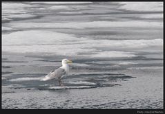 Eismöwe...