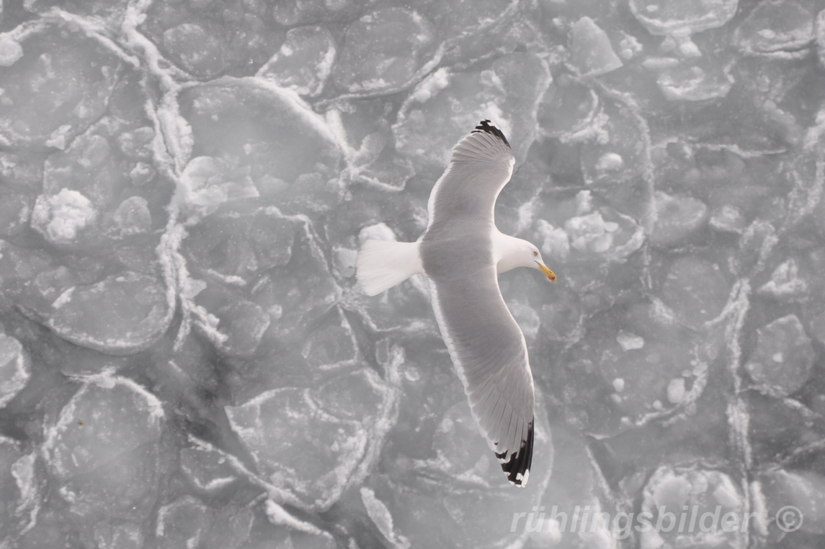 "Eismöwe"