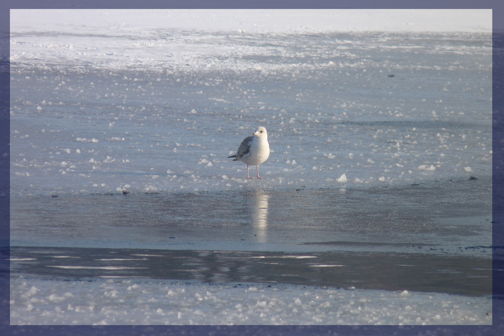 eismöwe