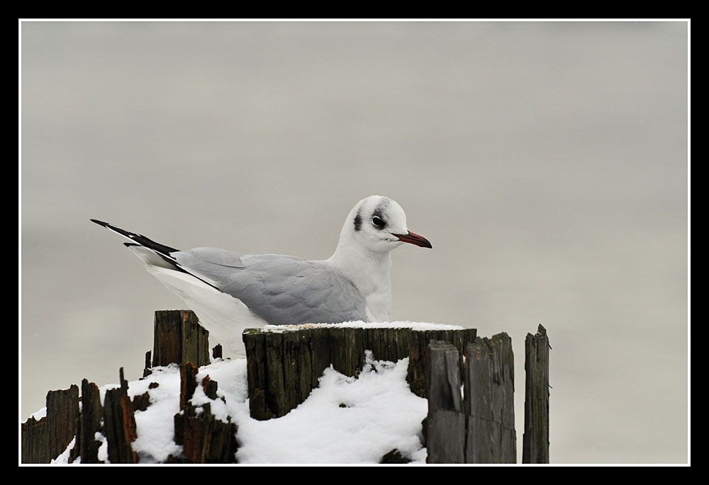 Eismöwe