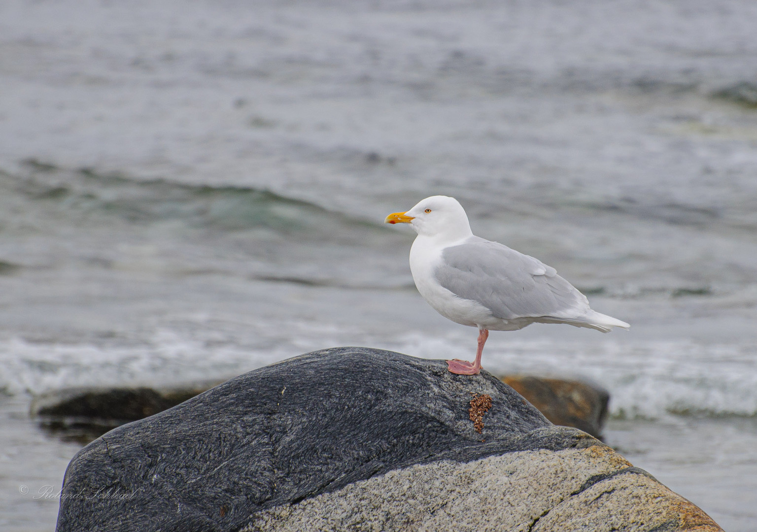 Eismöwe (Larus hyperboreus)