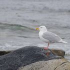 Eismöwe (Larus hyperboreus)