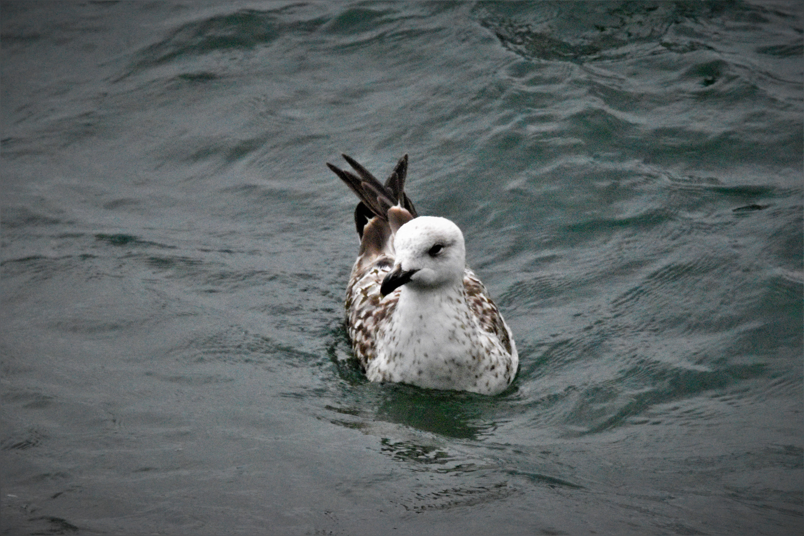 Eismöwe (Larus hyperboreus)