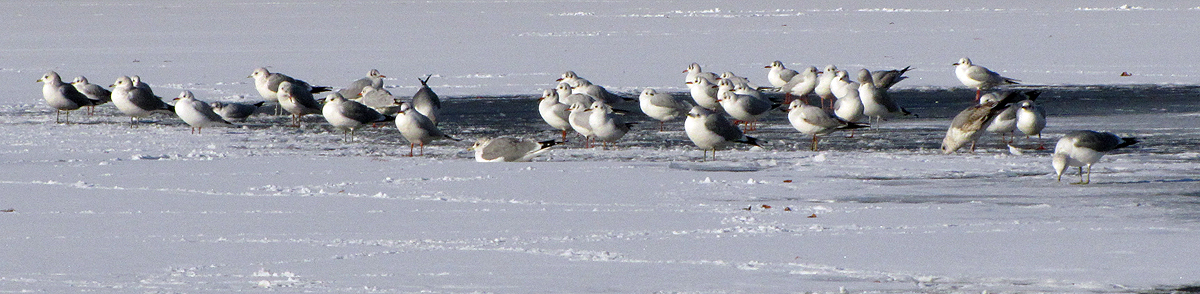 Eismöwen