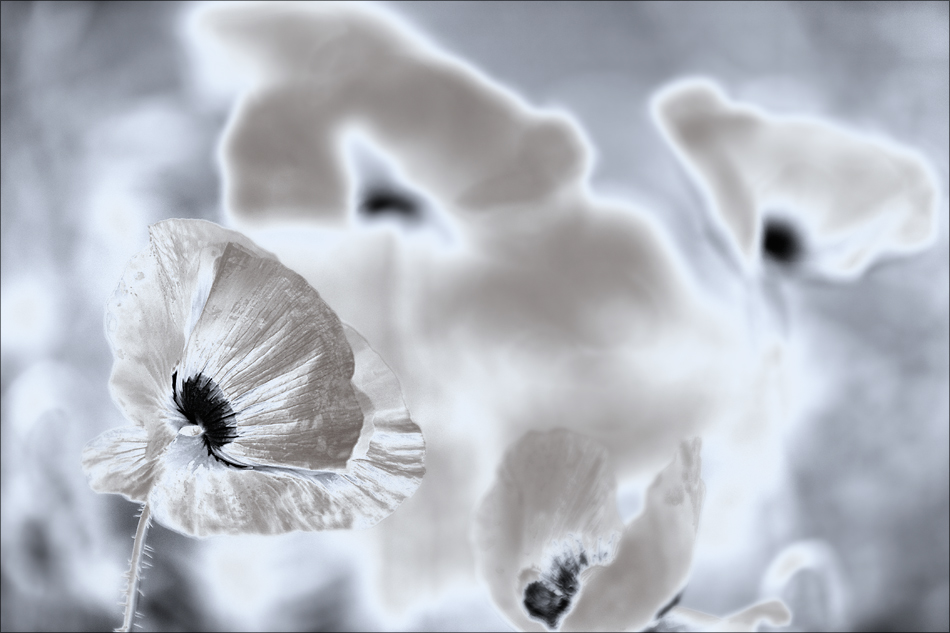 Eismohn