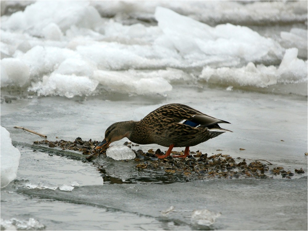 Eismuschelknacker