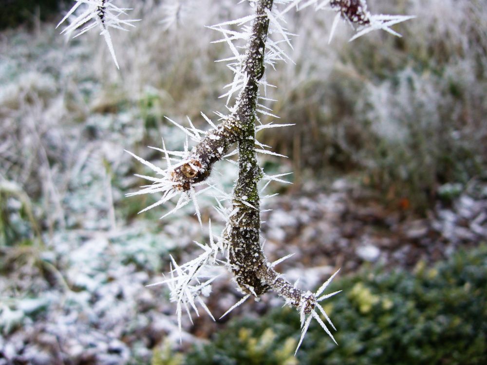 Eisnadeln an Weihnachten 2007