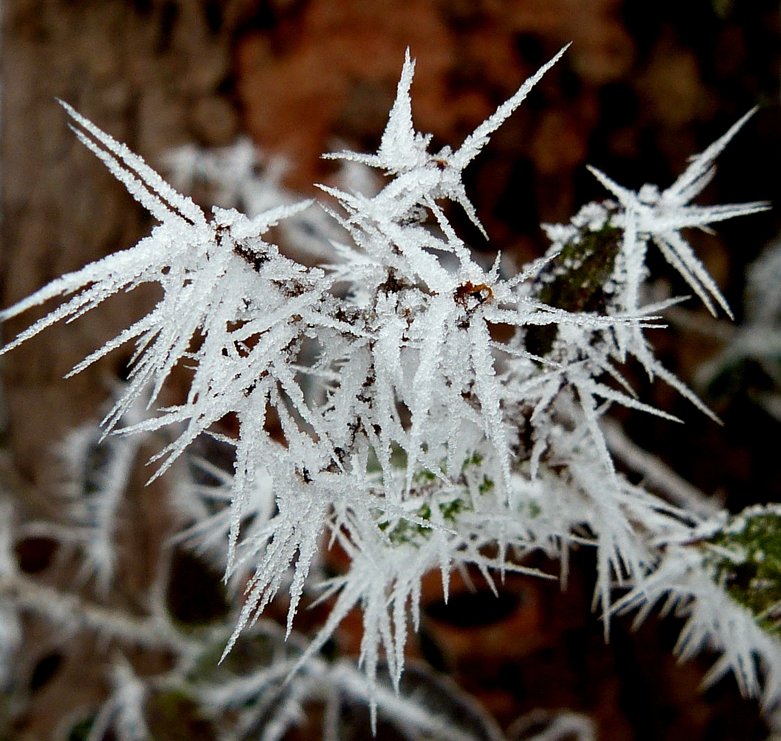 Eisnadeln verzaubern die Natur I