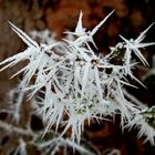 Eisnadeln verzaubern die Natur I