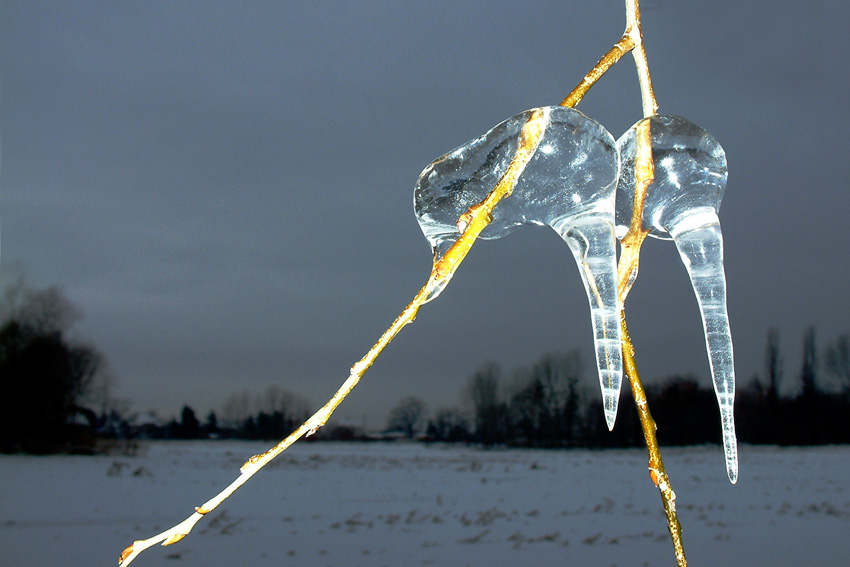 "Eisnasen" von jopixl