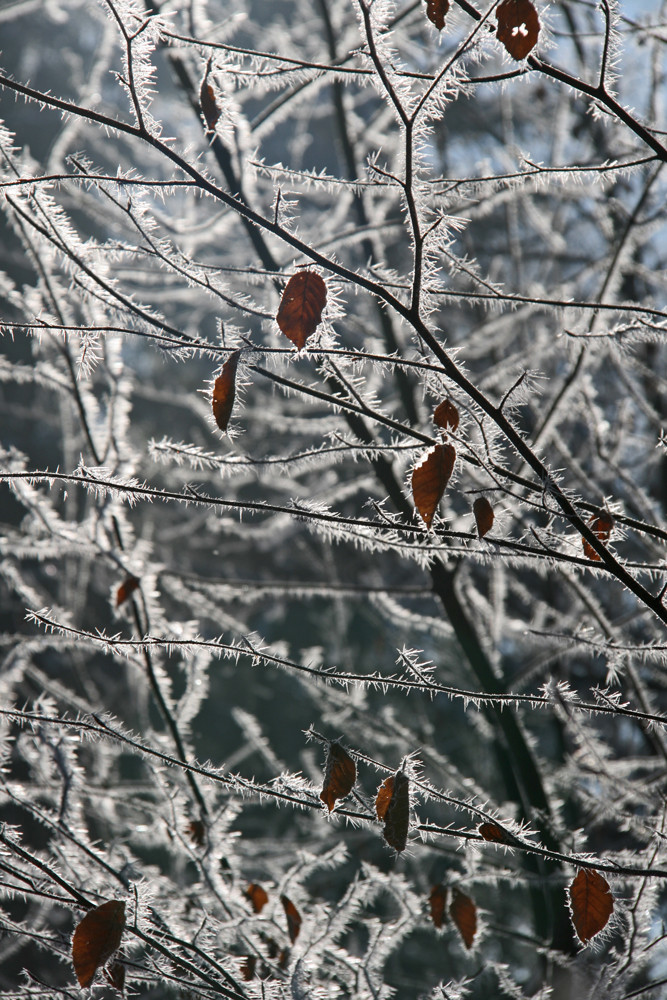 EisNETZwerk