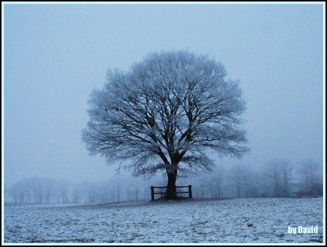 Ei(s)nsamer Baum