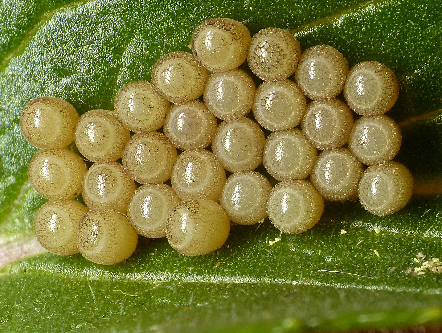 Eispiegel der Beerenwanze (Dolycoris baccarum) auf Nachtkerze