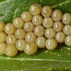 Eispiegel der Beerenwanze (Dolycoris baccarum) auf Nachtkerze