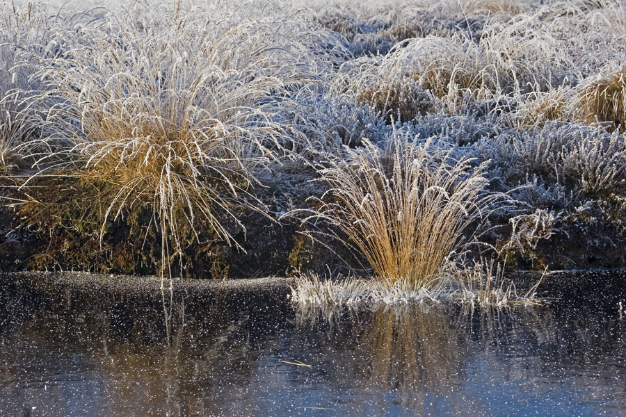 Eispiegelungen im Hochmoor